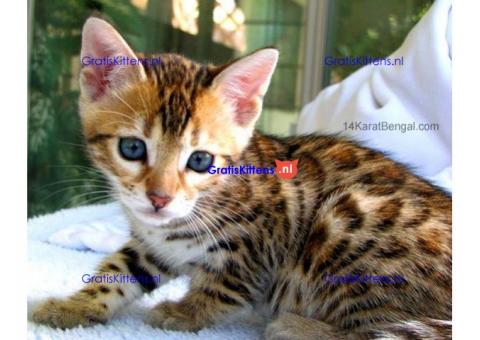 perfecte Bengaalse kittens voor adoptie