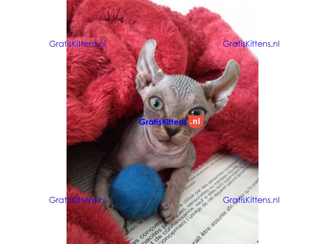Haarloze Elf Sphynx-kittens