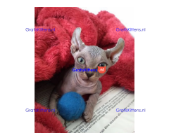 Haarloze Elf Sphynx-kittens