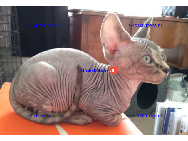 Haarloze Elf Sphynx-kittens