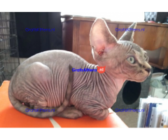 Haarloze Elf Sphynx-kittens
