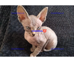 Haarloze Elf Sphynx-kittens
