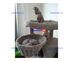 Haarloze Elf Sphynx-kittens