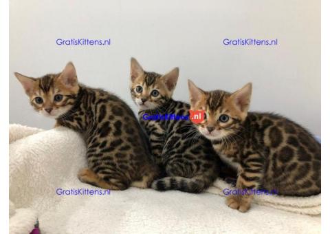 familie Bengaalse kittens voor adoptie