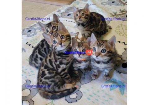 familie Bengaalse kittens voor adoptie