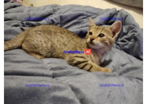 Amerikaanse korthaar kittens ter adoptie