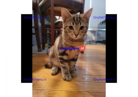 Amerikaanse Bobtail-kittens voor adoptie