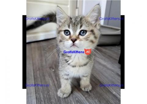 Scottish Fold kittens ter adoptie