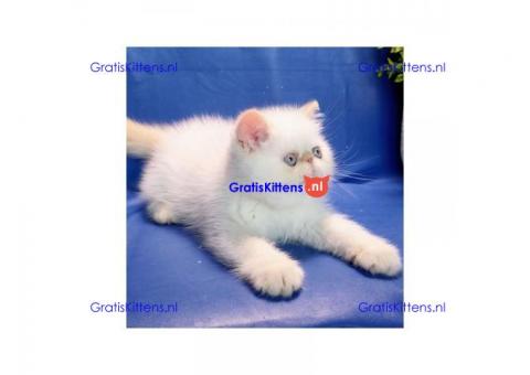 Exotische korthaar kittens ter adoptie