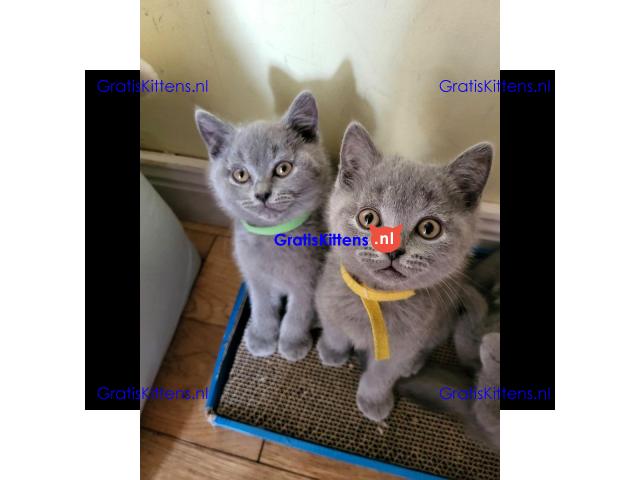 Brits korthaar kittens ter adoptie
