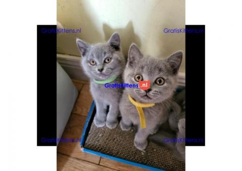 Brits korthaar kittens ter adoptie