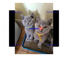 Brits korthaar kittens ter adoptie