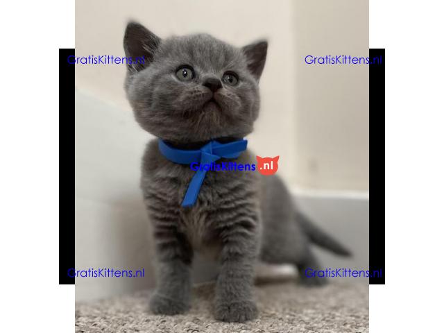 Brits korthaar kittens ter adoptie