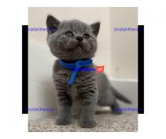 Brits korthaar kittens ter adoptie