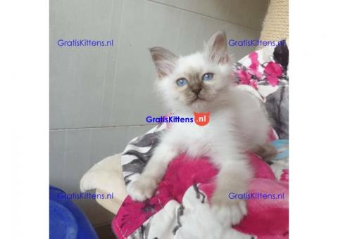 Birmaan kittens voor adoptie