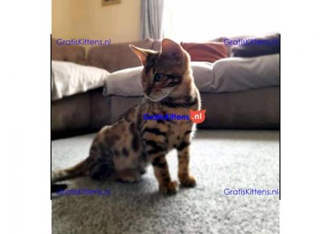Bengaalse kittens voor adoptie