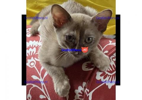 Birmese kittens voor adoptie