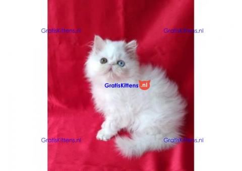 Perzische kittens ter adoptie