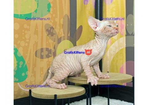 Sphynx kittens voor adoptie