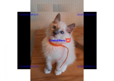 Ragdoll kittens ter adoptie