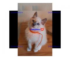 Ragdoll kittens ter adoptie