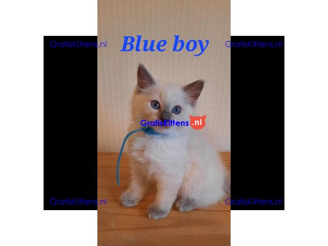 Ragdoll kittens ter adoptie
