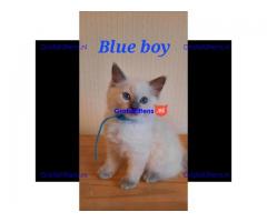Ragdoll kittens ter adoptie