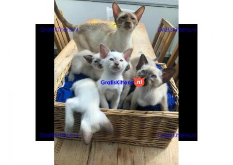 Siamese kittens voor adoptie