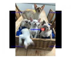Siamese kittens voor adoptie