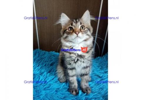 Siberische kittens voor adoptie