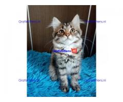 Siberische kittens voor adoptie