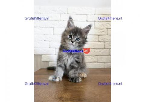 Maine Coon kittens voor adoptie