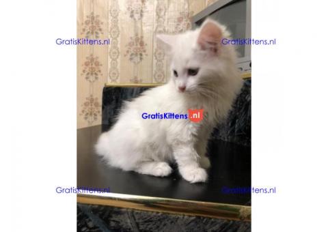 Turkse Angora kittens voor adoptie