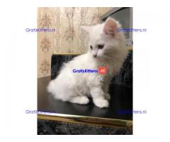 Turkse Angora kittens voor adoptie