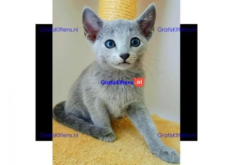 Blauwe Rus kittens ter adoptie