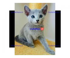 Blauwe Rus kittens ter adoptie