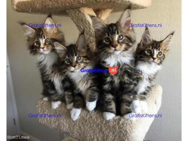 pure stamboom maine coon kittens - XL - TICA reg.