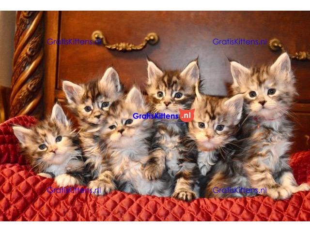 pure stamboom maine coon kittens - XL - TICA reg.
