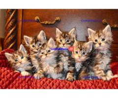 pure stamboom maine coon kittens - XL - TICA reg.