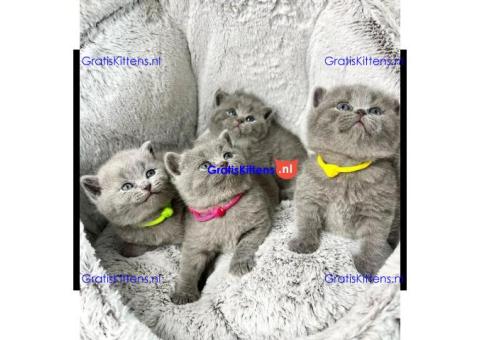 Britse Korthaar Kittens