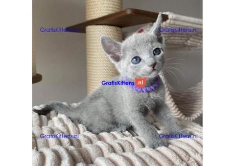 Russische blauwe kittens