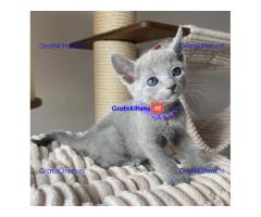Russische blauwe kittens