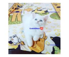 Prachtige Munchkin-kittens