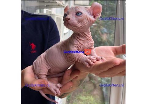 Prachtig Sphynx-katje