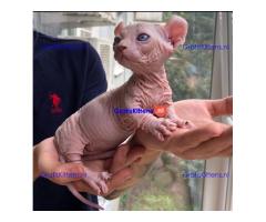 Prachtig Sphynx-katje