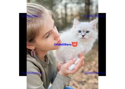Schattig Siberisch katje