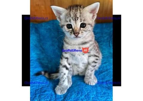 Savannah-kittens