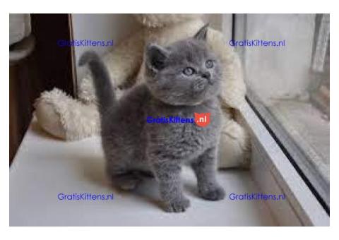 Grijze Britse Korthaar kitten (11weekjes)