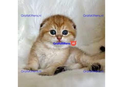 Superb quality Show Class Scottish fold kittens