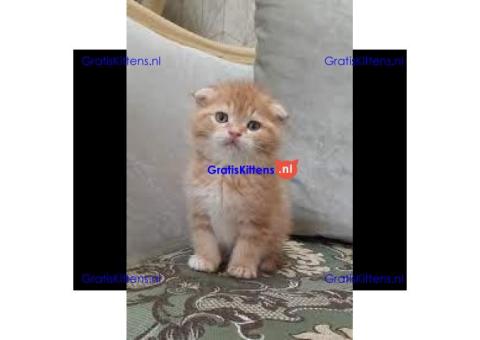 Scottish fold/straight eared kittens